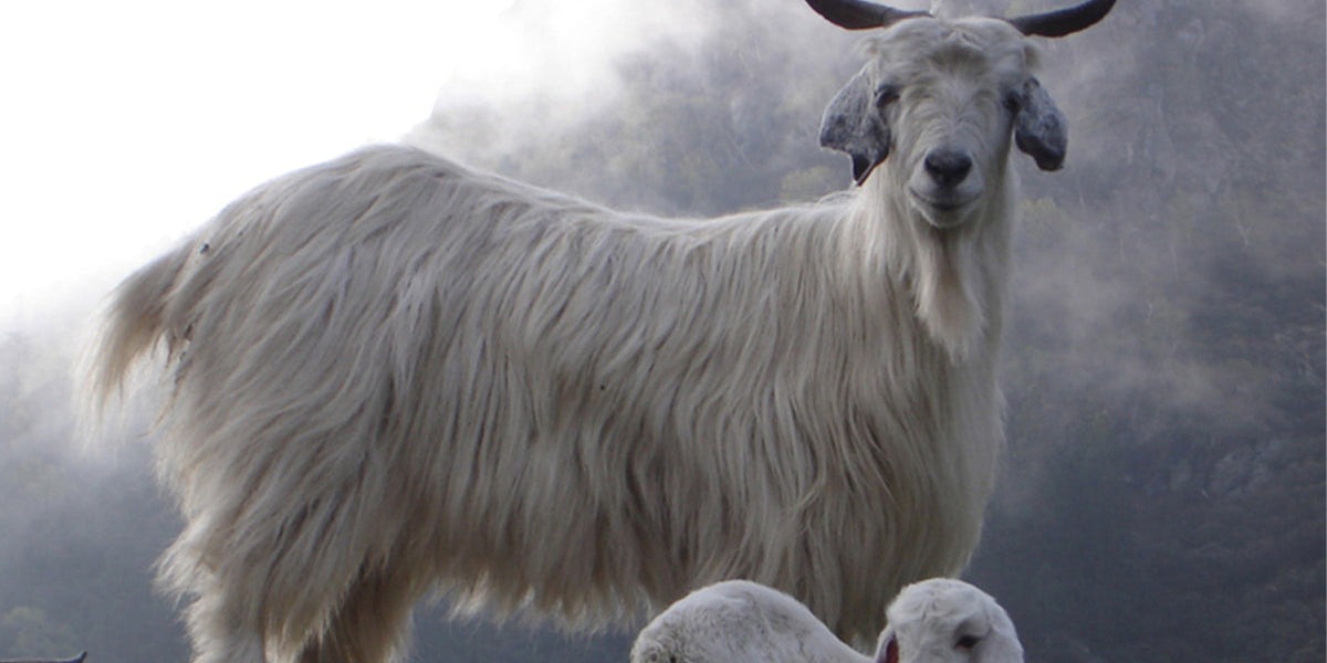 Where Does Cashmere Come From?